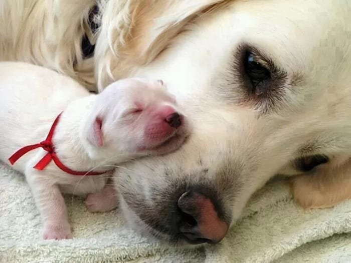 Dogs With Their Adorable Mini 