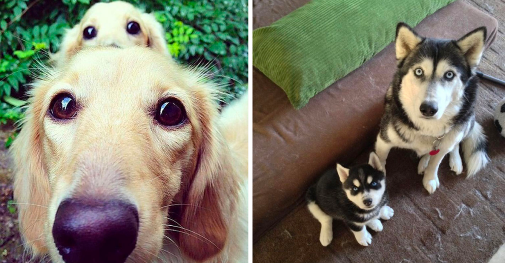 Dogs With Their Adorable Mini Versions