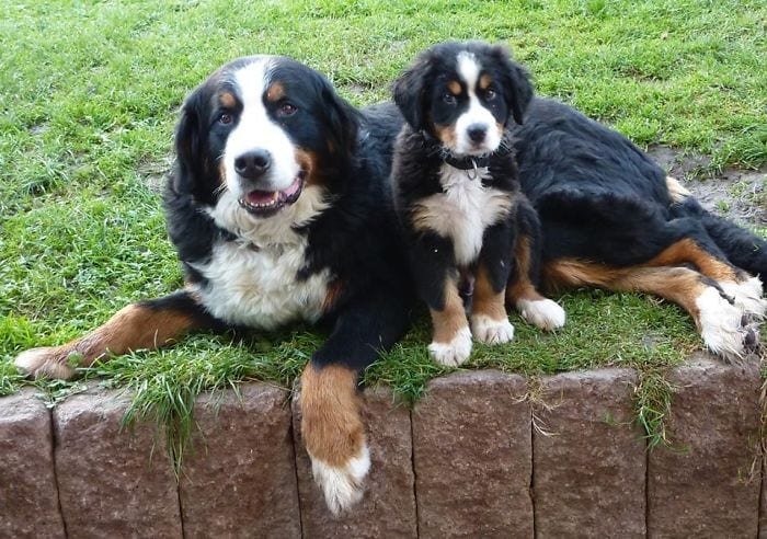 Dogs With Their Adorable Mini 