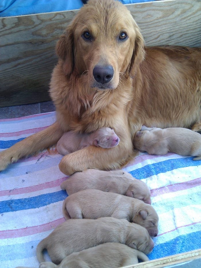 Dogs With Their Adorable Mini 