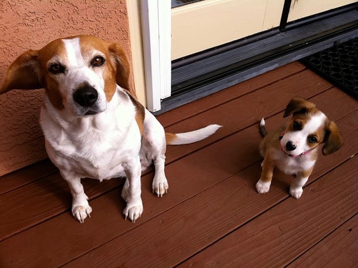 Dogs With Their Adorable Mini 