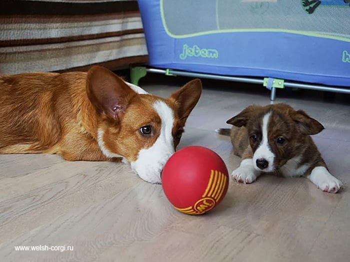 Dogs With Their Adorable Mini 