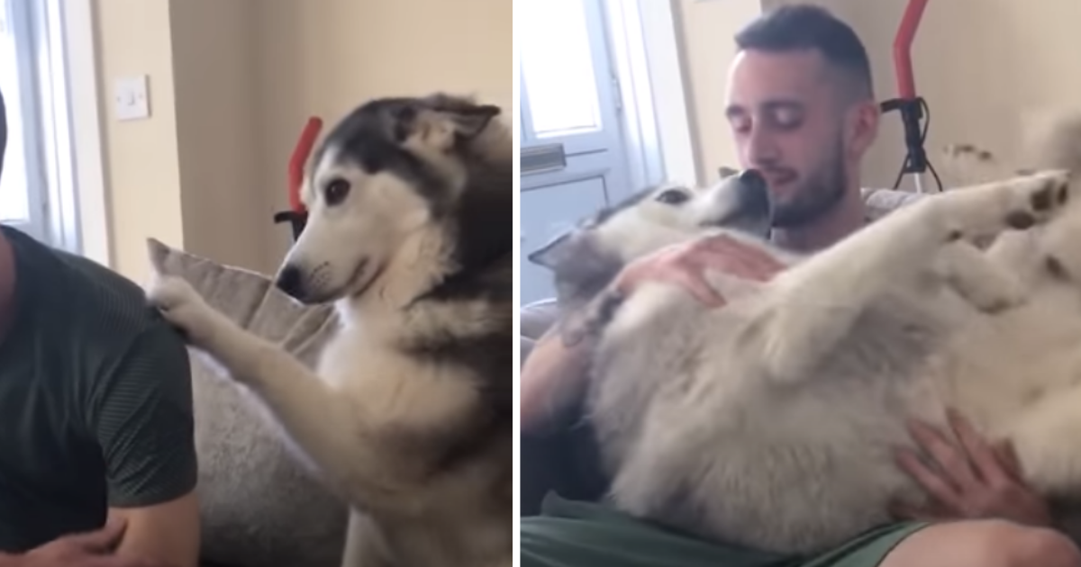 good dogs showing affection