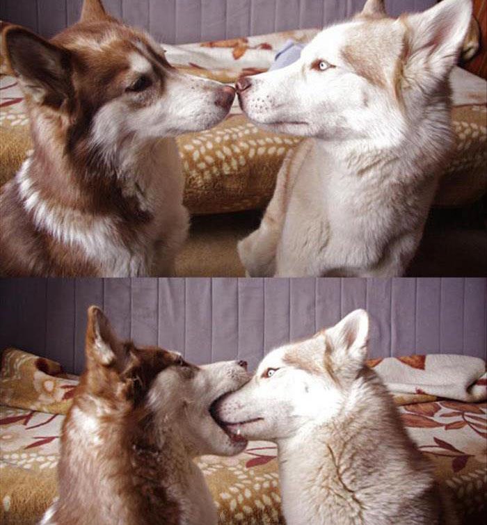 Good Dogs Showing Affection