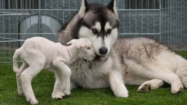 How Huskies Get Along With Other Pets