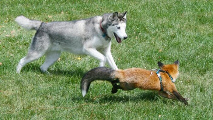 How Huskies Get Along With Other Pets