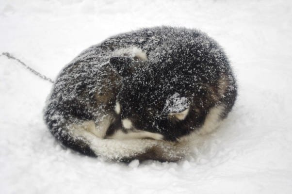 Huskies Stay Outside in the Cold