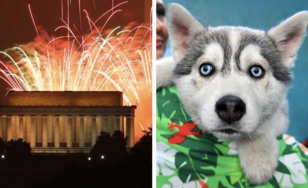 7 Ways To Keep Your Husky Calm During Fireworks