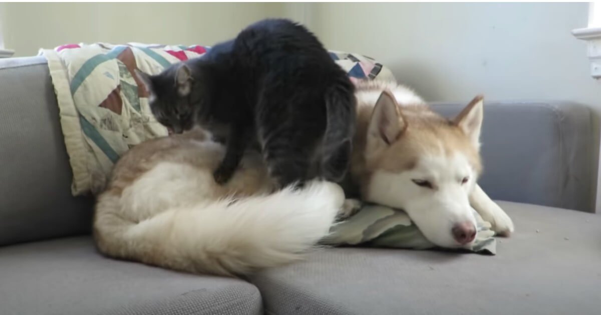 How Huskies Get Along With Other Pets