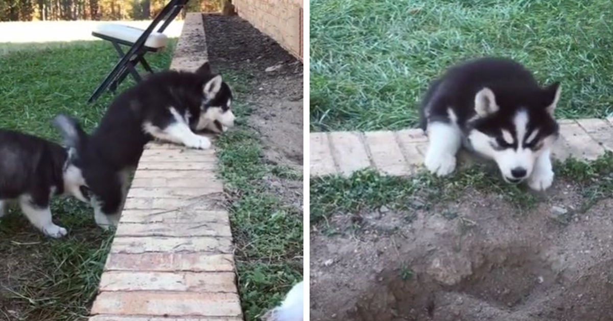 10 Puppies Trying to Climb Up A Step Proving Us They’re The Cutest