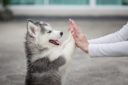 9 Lovely Dog Breeds that Use Their Paws like Hands