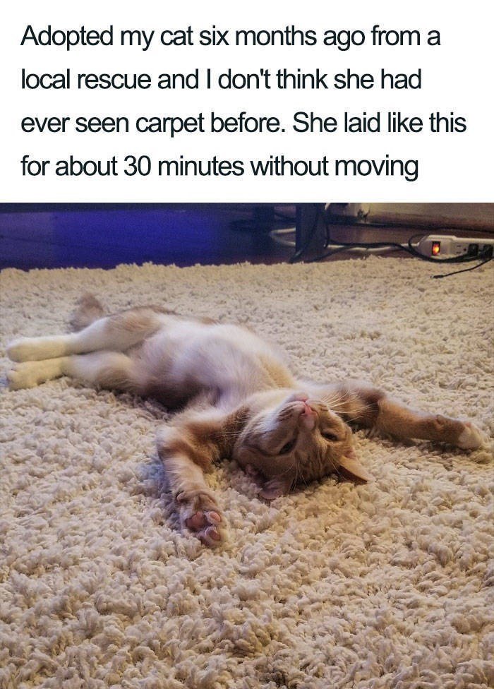 How Magical cats are