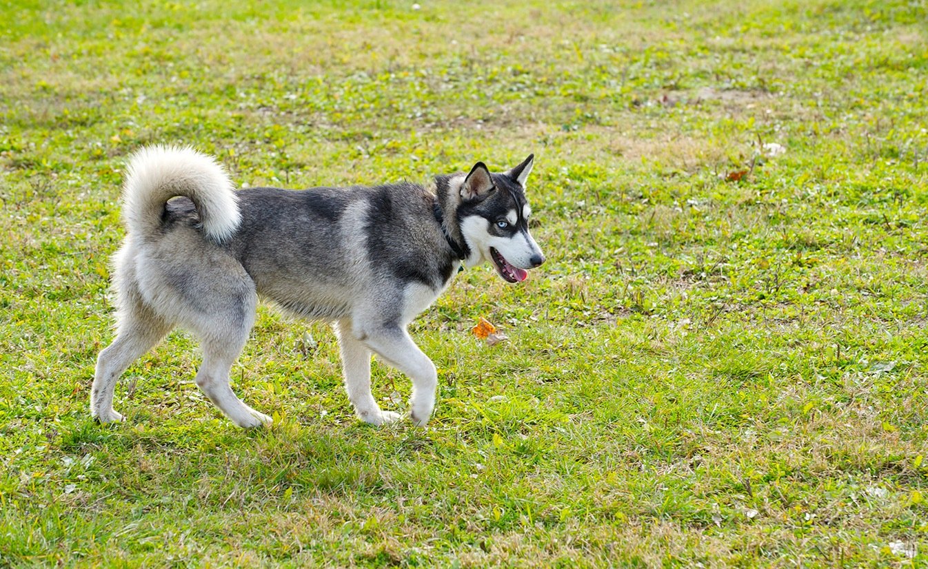 Beautiful Types of Huskies