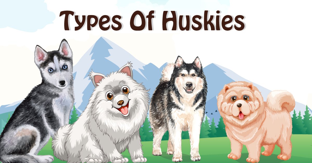 Beautiful Types of Huskies