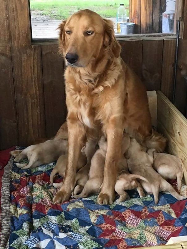 Dog Moms That Are Tired Of Their Puppies