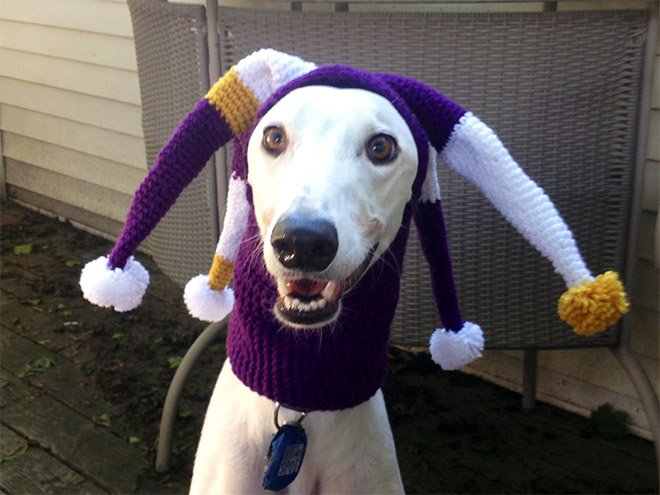 Dogs And Their Silly Hats