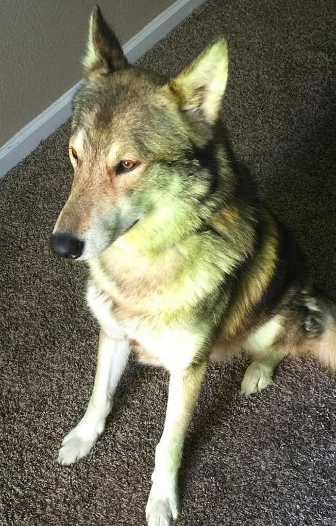 Dogs Who Decided To Play In Freshly Cut Grass