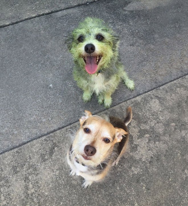 Dogs Who Decided To Play In Freshly Cut Grass
