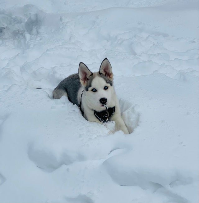 Adorable Dogs