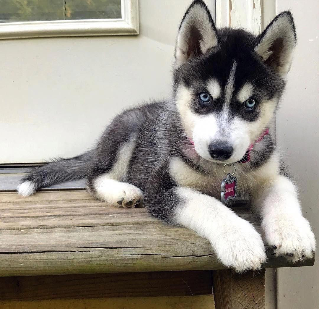 Husky puppies