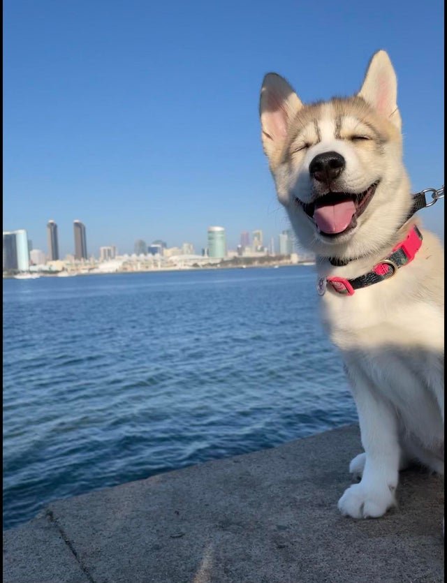 Husky puppies