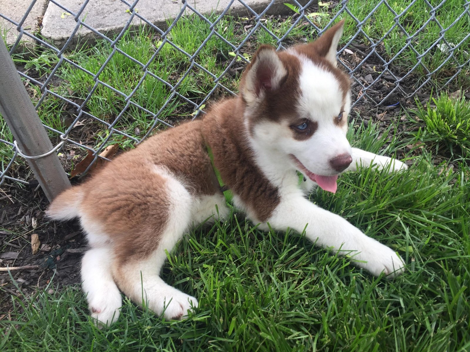 Husky puppies