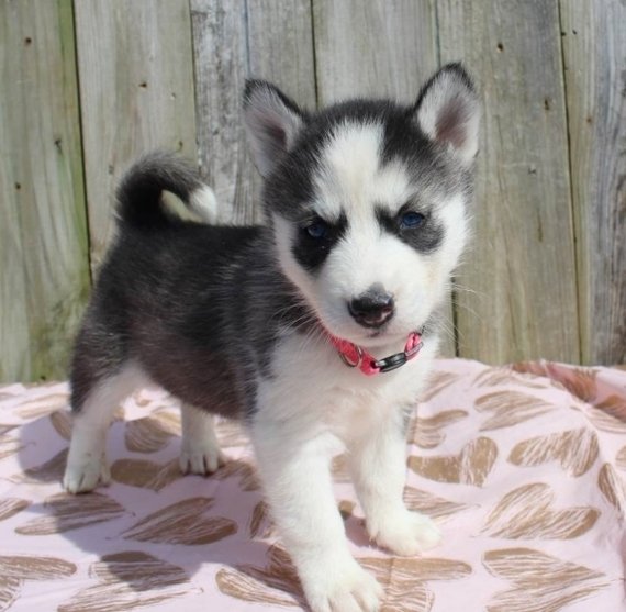 Husky puppies