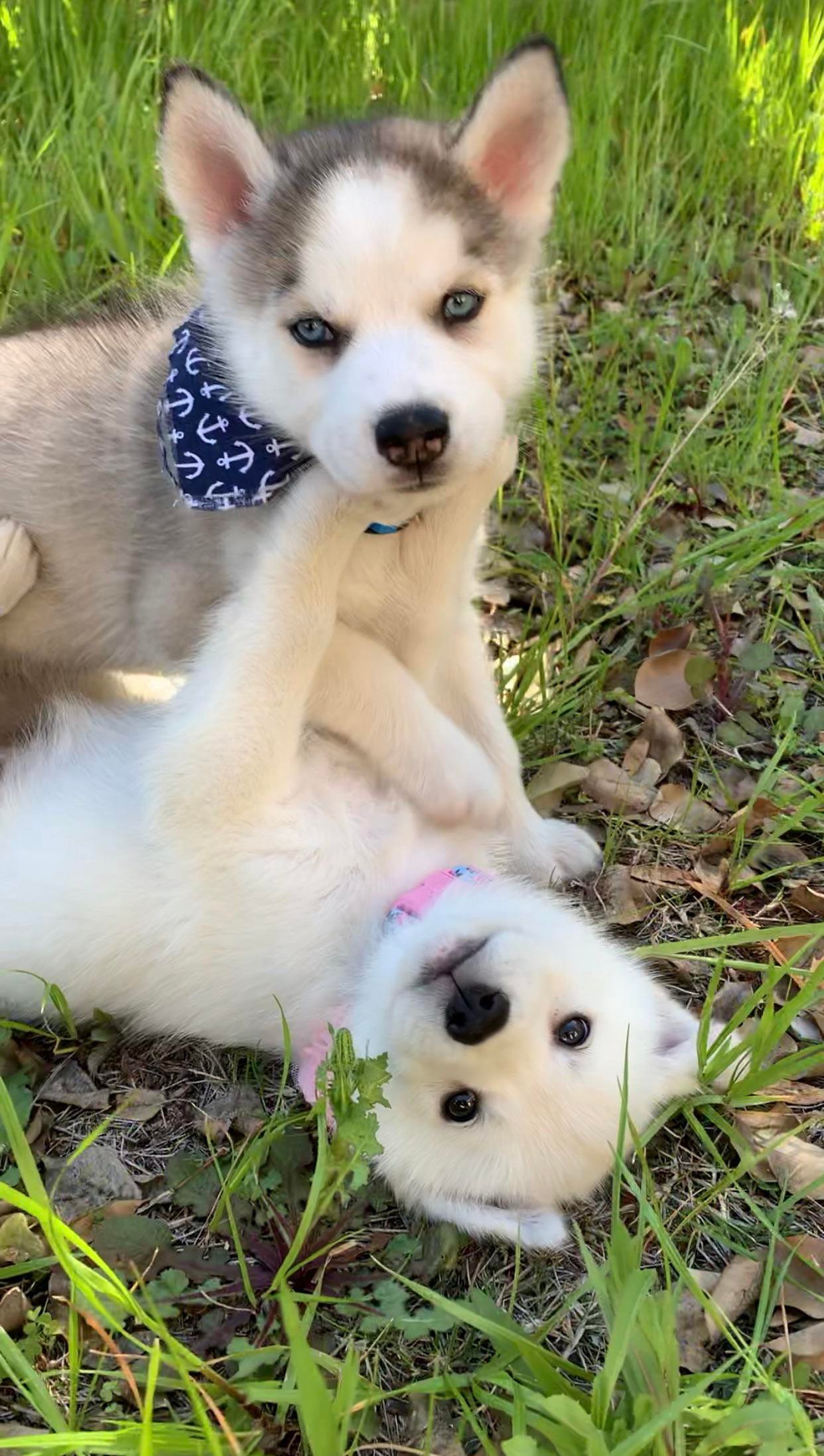 Husky puppies