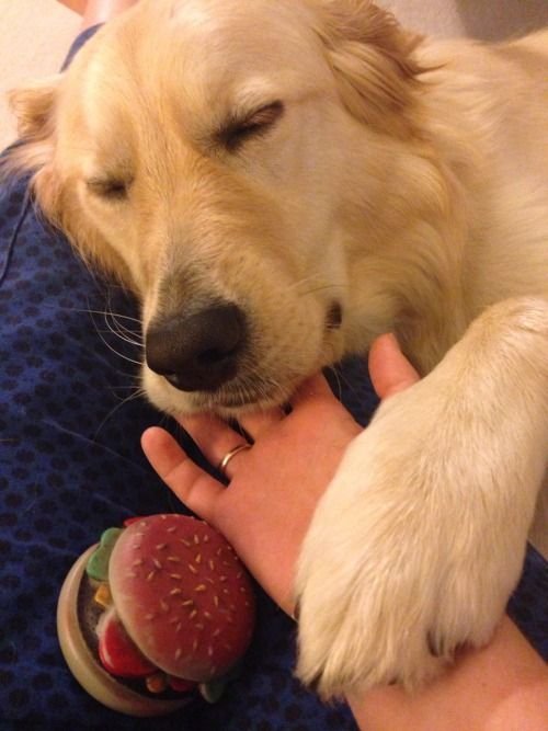 Puppies Use Their Paws like Hands