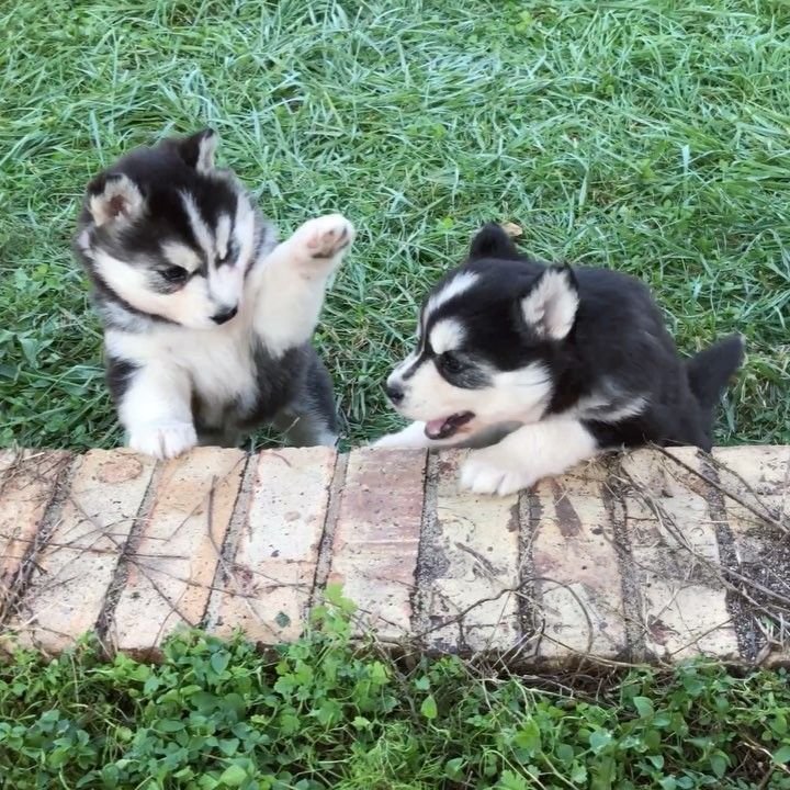 Puppies Trying to Climb Up A Step