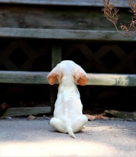 Puppies Trying to Climb Up A Step