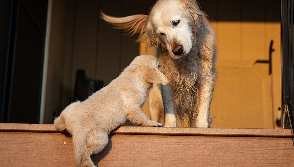 Puppies Trying to Climb Up A Step