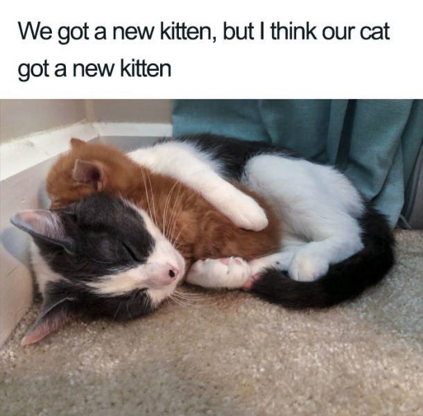 adorable cat posts 