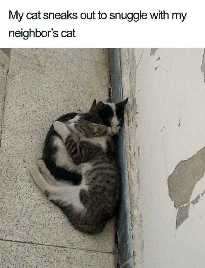 adorable cat posts 