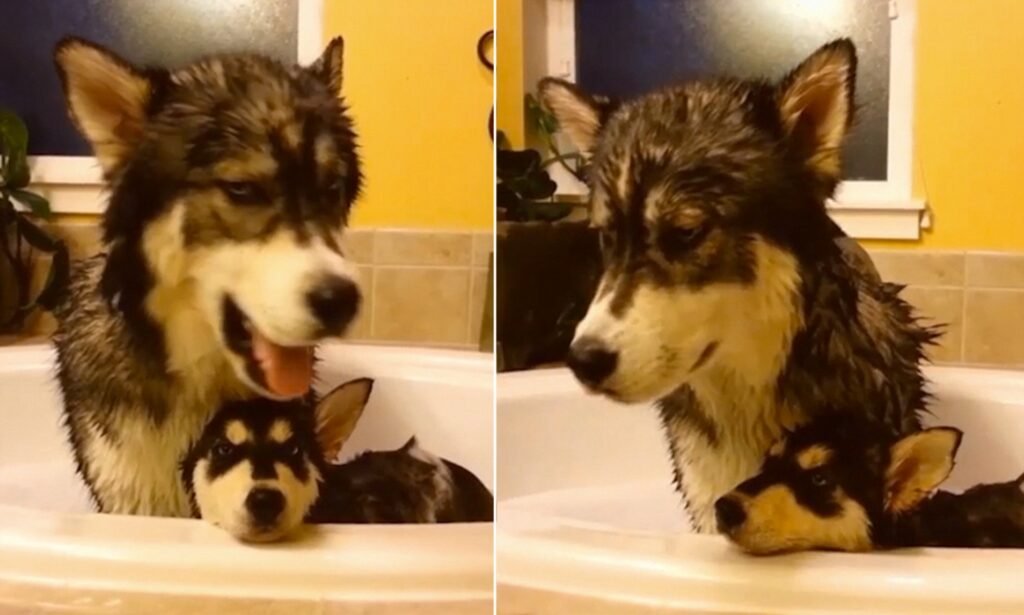 dogs that don't approve bath time