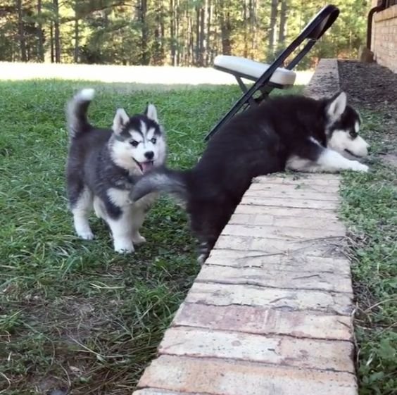 Puppies Trying to Climb Up A Step