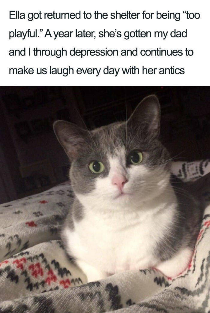 adorable cat posts 