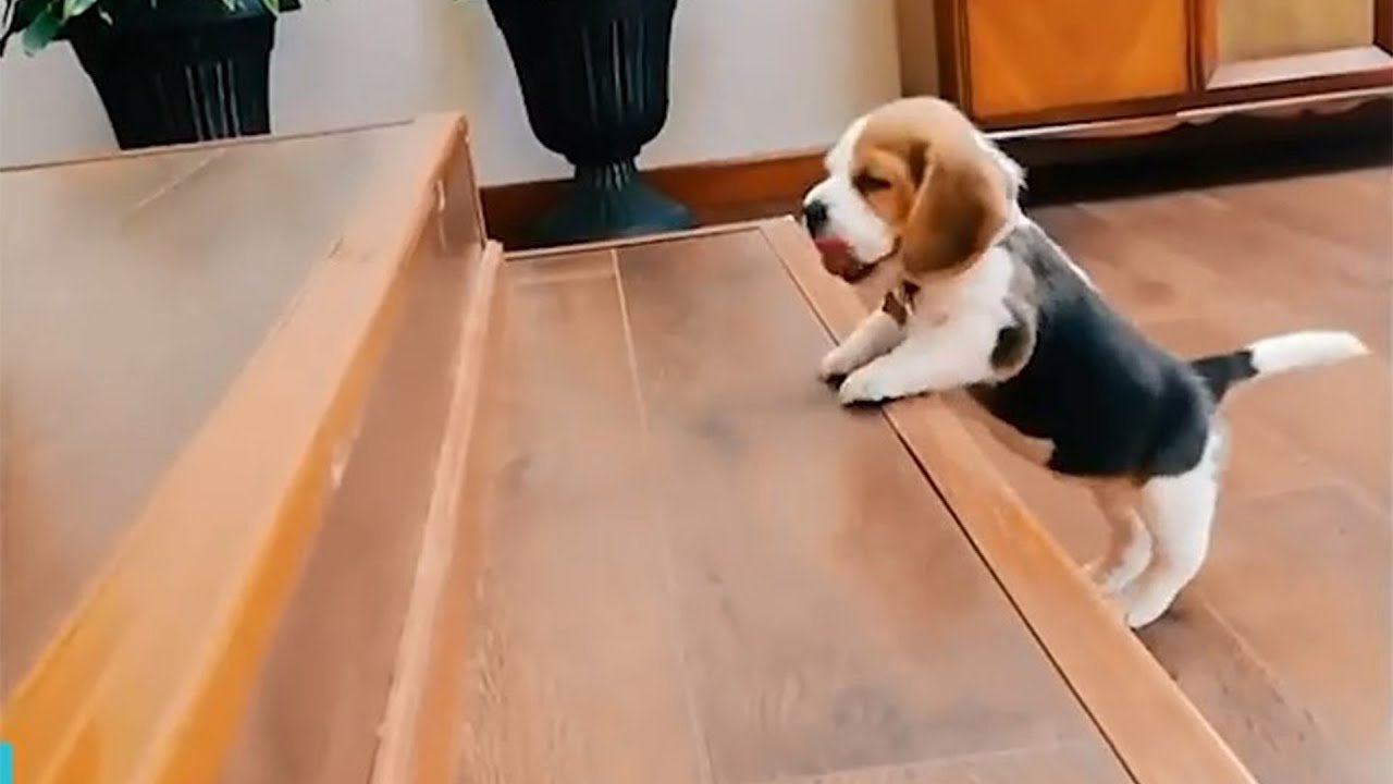 Puppies Trying to Climb Up A Step