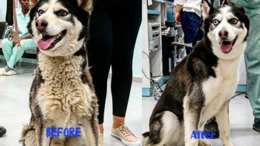 12 Hilarious Husky Pictures Before And After Grooming