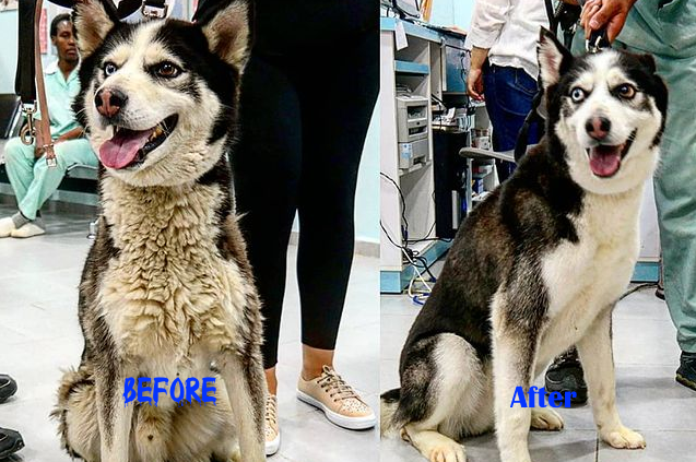 12 Hilarious Husky Pictures Before And After Grooming