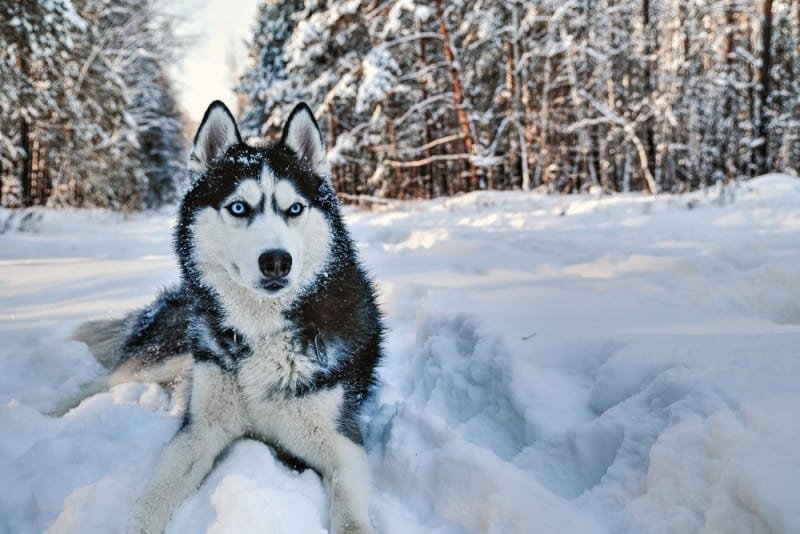 Beautiful Types of Huskies