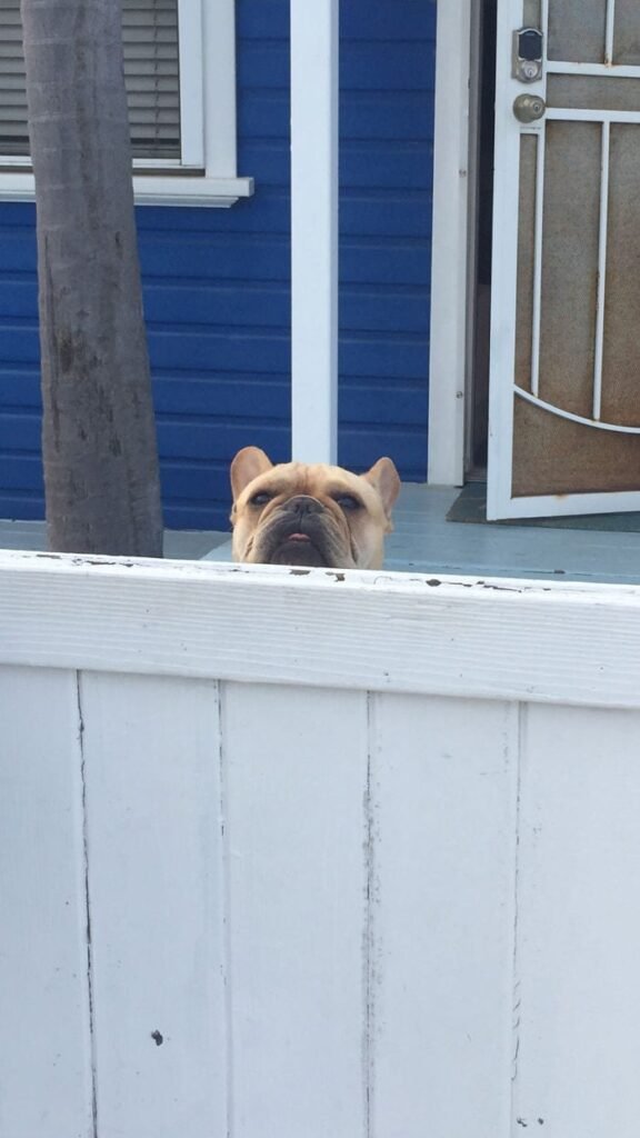 Dogs Peeking Through Fences