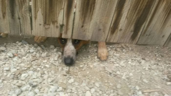 Dogs Peeking Through Fences