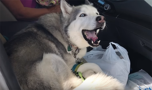 Huskies Who Love To Talk Back