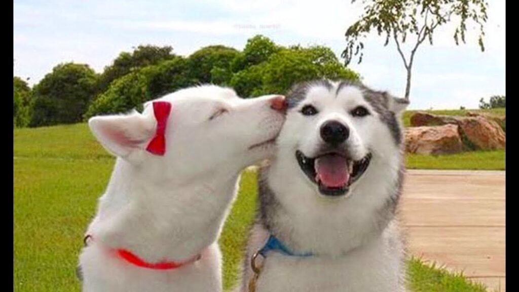 Husky Couples