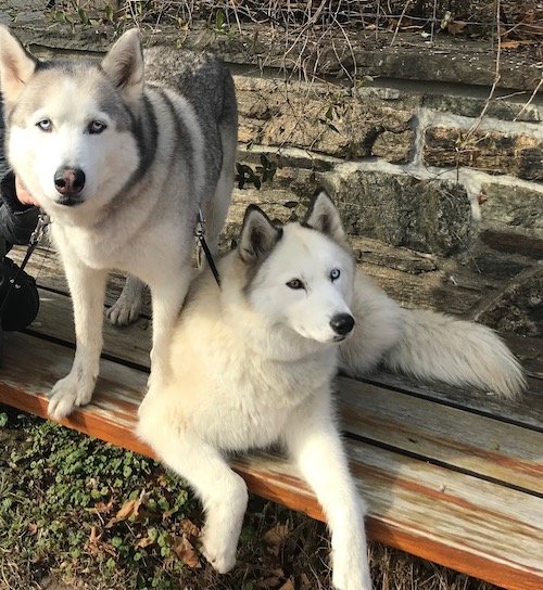 love through 17 husky couples