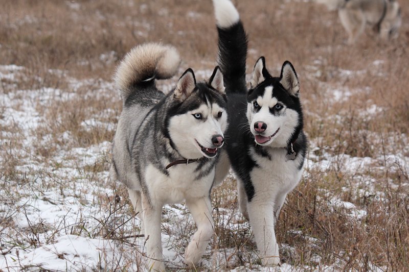 love through 17 husky couples