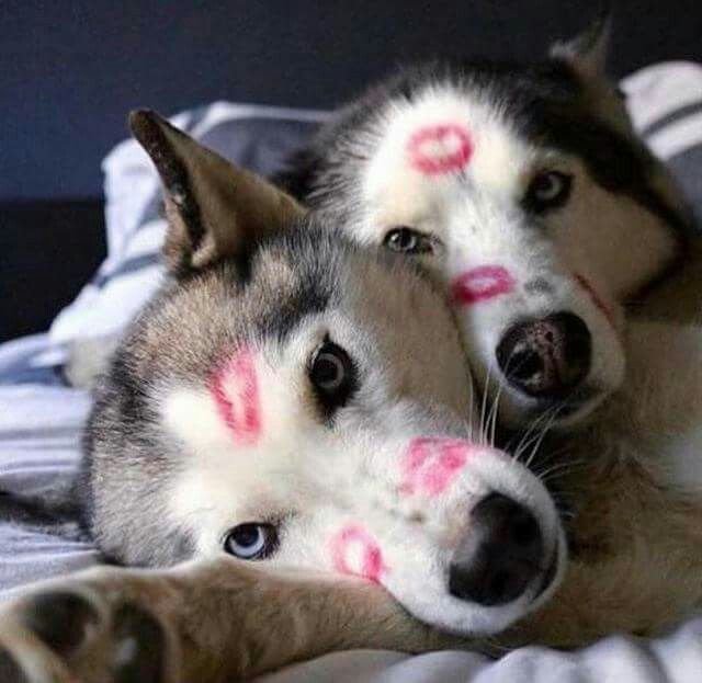 love through 17 husky couples