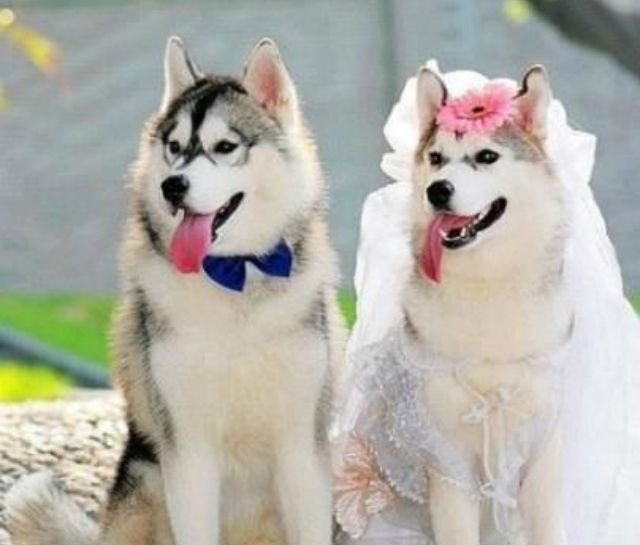 Husky Couples Redefined #RelationshipGoals