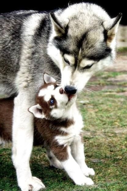 Husky Moms Playing With Their Babies